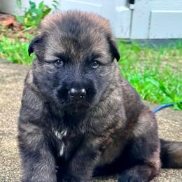 Black - Fawn sable male Shiloh Shepherd puppy in Montezuma, Iowa from Shoreline Shilohs