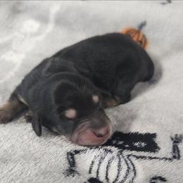 Gloria - Black and cream female Dachshund puppy in Anaconda, Montana from Williams Family Dachshunds