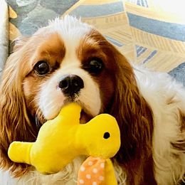 Bowie - Cavalier King Charles Spaniel