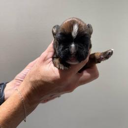 Summit - Fawn male Boxer puppy in Jamesville, New York from Reynolds Homestead Boxers