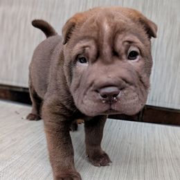 Girl 1 - Chocolate dilute female Chinese Shar-Pei puppy in Autryville, North Carolina from T&D'S Razen Wrinkles Shar-pei