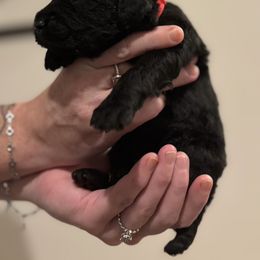 Goldendoodle and Poodle Puppies from Southern Stroll Poodles & Doodles