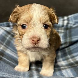 Havanese puppies from Petite Joie Puppies