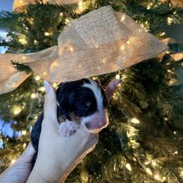 Malchus - Tri-color male Bernedoodle puppy in Temperance, Michigan from Michigans Bernedoodle’s
