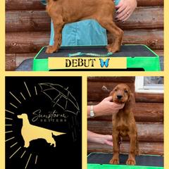 Deubt - Irish Setter puppy from Sunstorm Setters