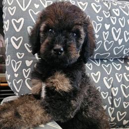 Vali - Phantom male Goldendoodle puppy in Kansas City, Missouri from Poppy's Doodles