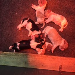 Litter - Blenheim female Cavalier King Charles Spaniel puppy in Holbrook, New York from Merimaur Goldens and Cavaliers