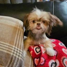 Peaches SC - Black sabled fawn female Chihuahua puppy in Meridian, Oklahoma from Crazy Love Kennels