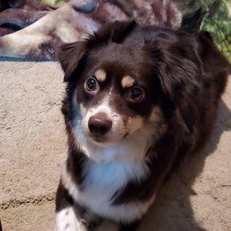 Bear - Miniature Australian Shepherd