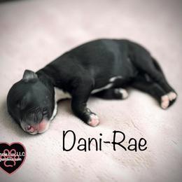 5 Dani-Rae - Black and white female Schnoodle puppy in Saint Augustine, Florida from Gunnie Luv, LLC
