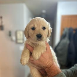 Red collar female - Light golden female Golden Retriever puppy in Rainier, Washington from Hanson’s NW Goldens & Doodles