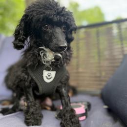 Oliver - Black male Poodle puppy in Chattanooga, Tennessee from Joy-Fur Puppies