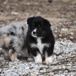 Chiot - Black tri-color male Australian Shepherd puppy in Kirksville, Missouri from BellSharps Australian Shepherds