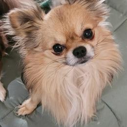 Hedgehog - Chihuahua