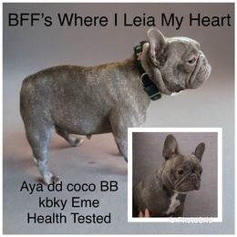 Leia - French Bulldog