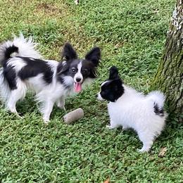 Papillon Puppies from Sequence Papillon