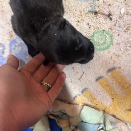AKC dark pink girl - Gold brindle female Dutch Shepherd puppy in Hastings, Minnesota from Century Hills Farm