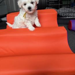 Bichon Frise Puppies from Amori's Royal Bichons