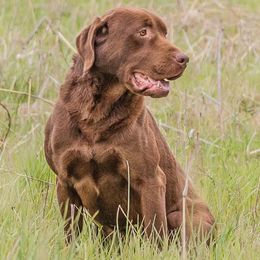 Labrador Retrievers from Triple J Retrievers