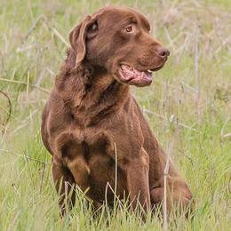 Labrador Retrievers from Triple J Retrievers