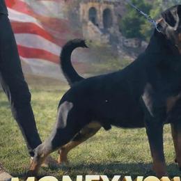 Money - Rottweiler