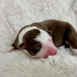 Boy 1 - White and red male Border Collie puppy in Morriston, Florida from Garcia Family Farms