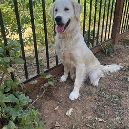 Sookie - Golden Retriever