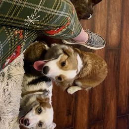 American Corgis from JB Liberty Corgis