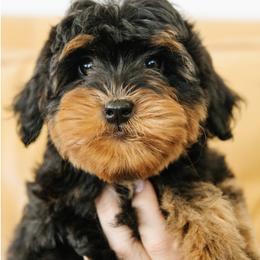 Male Mini Multigenerational Bernedoodle 'Bullseye' No Collar - Phantom male Bernedoodle puppy in Kamas, Utah from A + E Farms