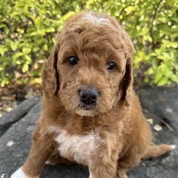 Goldendoodle Puppies from CorduroyDoodles