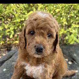 Goldendoodle Puppies from CorduroyDoodles
