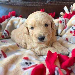 Skye - Apricot female Goldendoodle puppy in Mayville, Michigan from Guiding Light Doodles