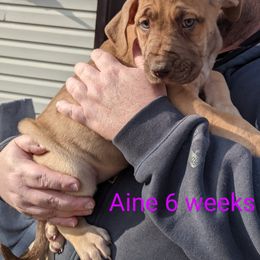 Great Dane Puppies from F&B Kennels