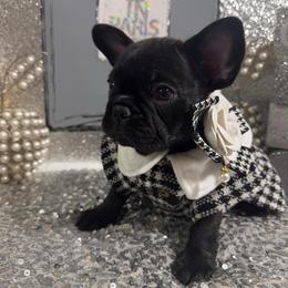 Whitney - Black female French Bulldog puppy in Fort Wayne, Indiana from Jack & Ruby's Frenchies
