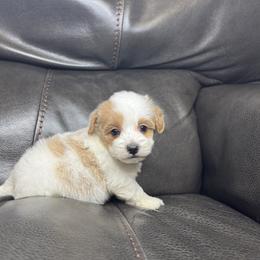 Baby Blue - Parti male Maltipoo puppy in Berea, Kentucky from Blair’s Furry Friends