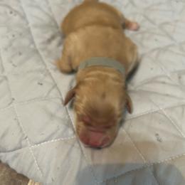 Boy 1 - Golden male Golden Retriever puppy in Dry Fork, Virginia from Sarah's Golden Retrievers