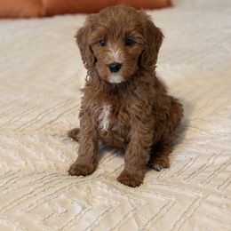 Jingle Bell - Red  male Goldendoodle puppy in Sallisaw, Oklahoma from Huddle Puppies