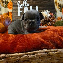 Autumn - Blue fawn female French Bulldog puppy in Columbia Falls, Montana from Glacier French Bulldogs of Montana