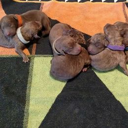 Chesapeake Bay Retriever Puppies from Twin Oak's Chesapeakes