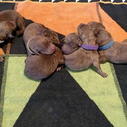 Chesapeake Bay Retriever Puppies from Twin Oak's Chesapeakes