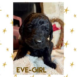 Goldendoodle Puppies from Fire Wife Doodles