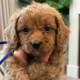 Benji - Green Collar - Red male Cavapoo puppy in Ferndale, Washington from Cavakennels.pnw