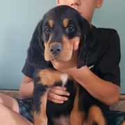 Boy 4 - Gordon Setter puppy from Jodi's Kennel