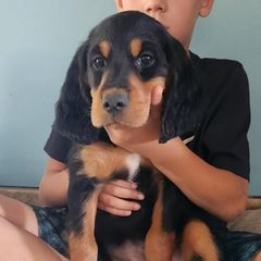Boy 4 - Gordon Setter puppy from Jodi's Kennel