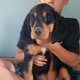 Boy 4 - Gordon Setter puppy from Jodi's Kennel