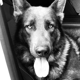 Ruger - German Shepherd