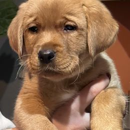 Boy 1 - Yellow Labrador Retriever puppy in Griswold, Connecticut from Ware the Labs Are