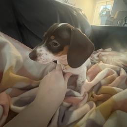 Dachshund Puppies from Treasure Valley Dachshunds