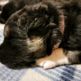 Siberian Husky Puppies from Diamond's Huskies in the Ruff