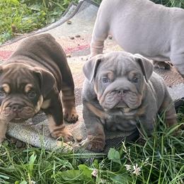 Bulldog and Olde English Bulldogge Puppies from Little Bit of Heaven Kennel